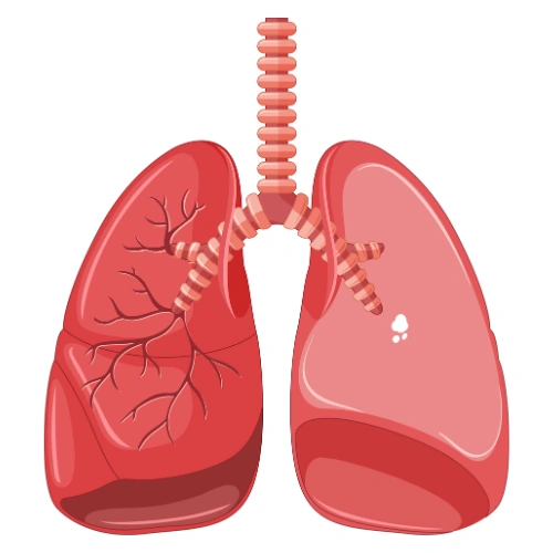 Trachea Conferences