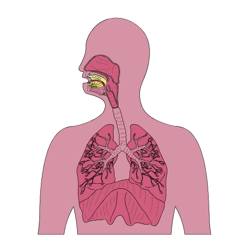 Trachea Conferences